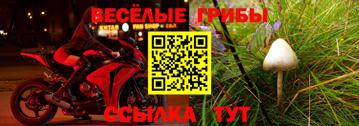 Псилоцибиновые грибы Cubensis  Вход с VPN  Псилоцибиновые грибы прущие грибы  Клинцы 