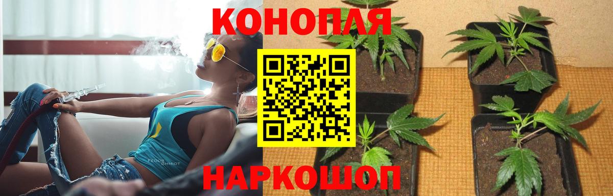 Бошки марихуана VHQ Клинцы